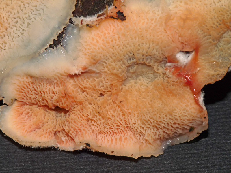 Mah... (Phlebia tremellosa)